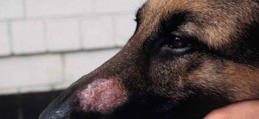 Parasitic Skin Disease In Dogs By Demodex Mites | NexGard®